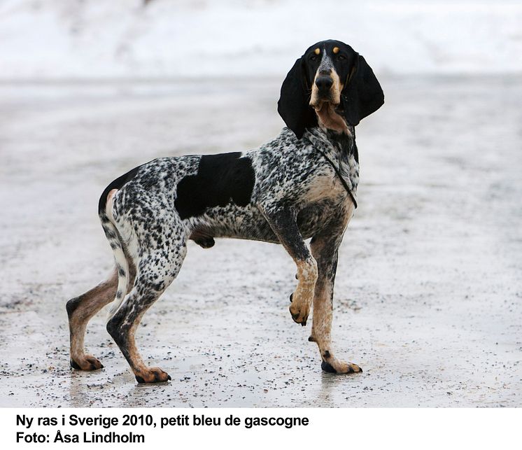 Petit bleu de gascogne - ny hundras i Sverige 2010