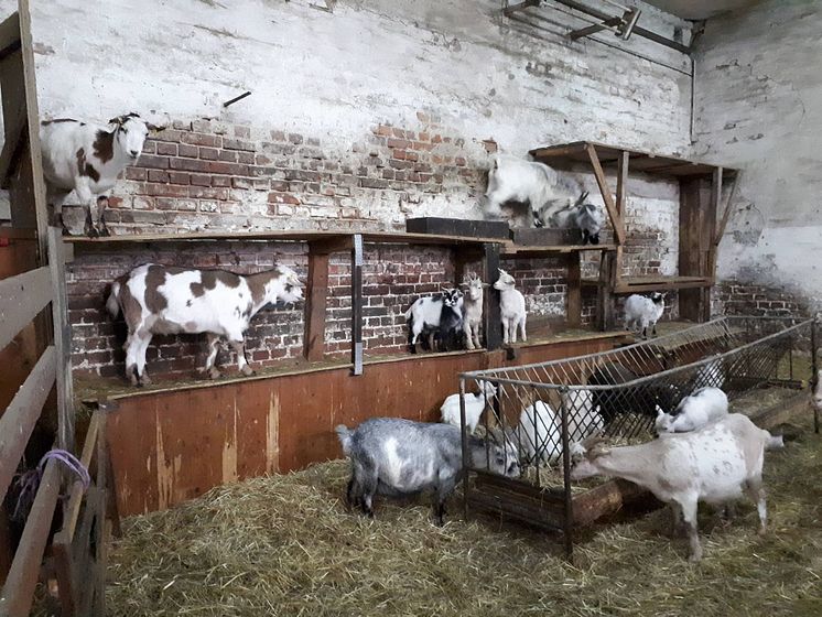 Für ein starkes Bärenherz: Klostergut Mößlitz richtet Weihnachten im Stall aus