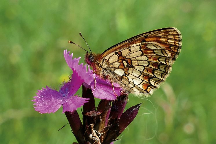 Tierisch engagiert_scheckenfalter_naturbeobachtung_cmyk_300dpi