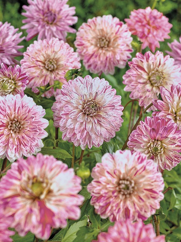 Dekorativdahlia 'Bonesta' Blomsterlandet 2023