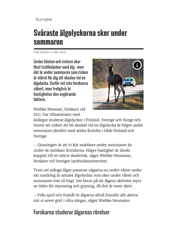 Svåraste älgolyckorna sker under sommaren