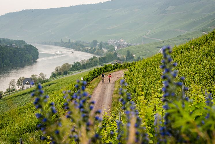 Bernkastel-Kues_Paar_radelt_durch_die_Weinberge_im_Moseltal.jpg