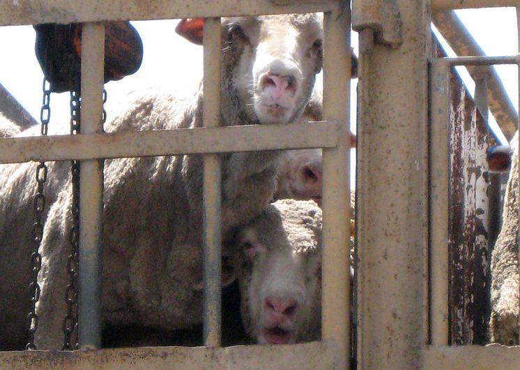Foto World Animal Protection