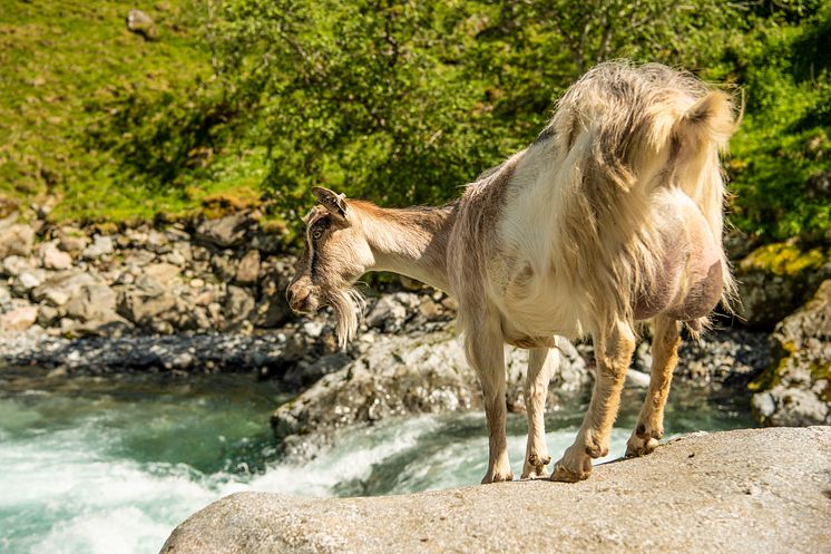 Geiter finner man overalt i Aurland, til og med på kommunevåpenet