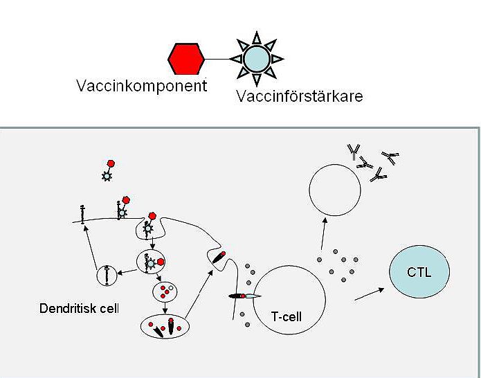 Jäst bakom effektivare vaccin som kan hjälpa de fattigaste länderna i världen