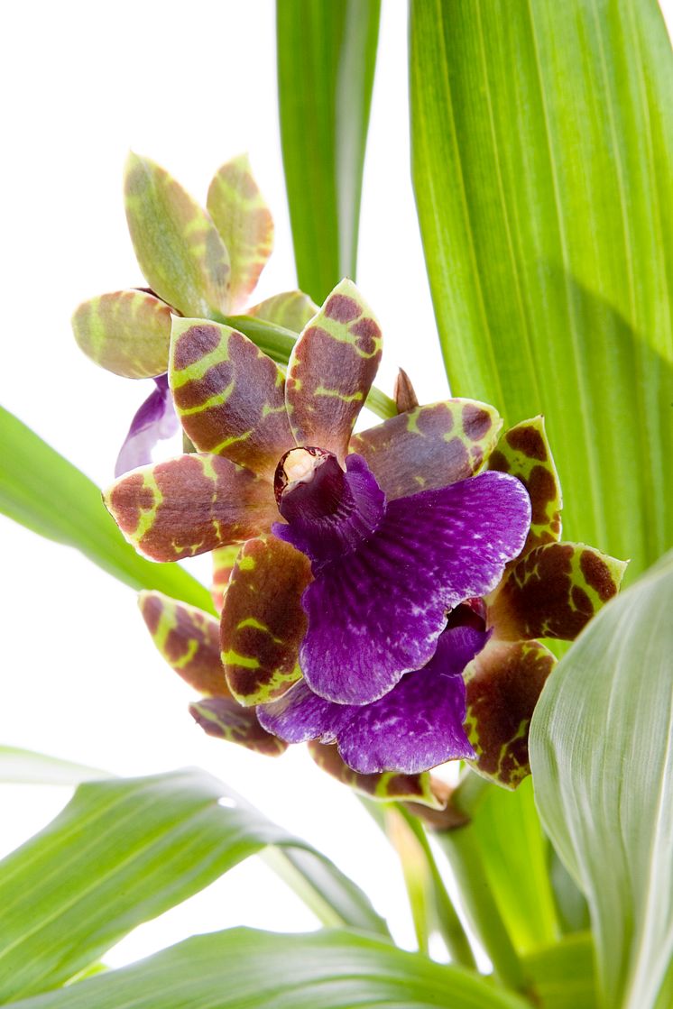 Zygopetalum