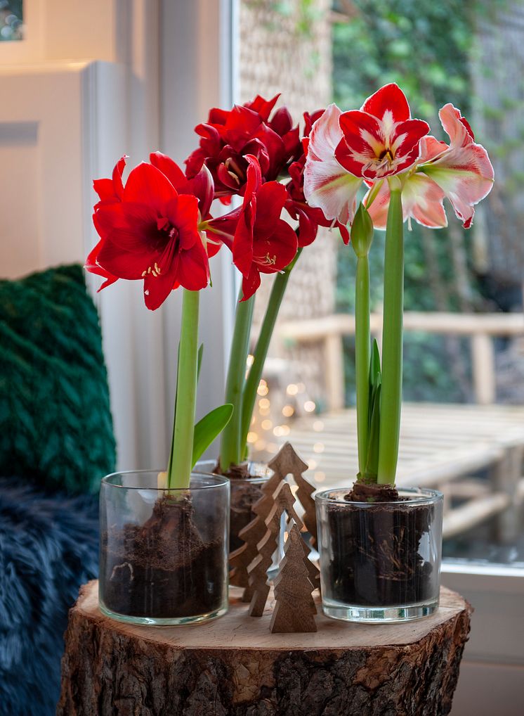 Amaryllis julen 2020