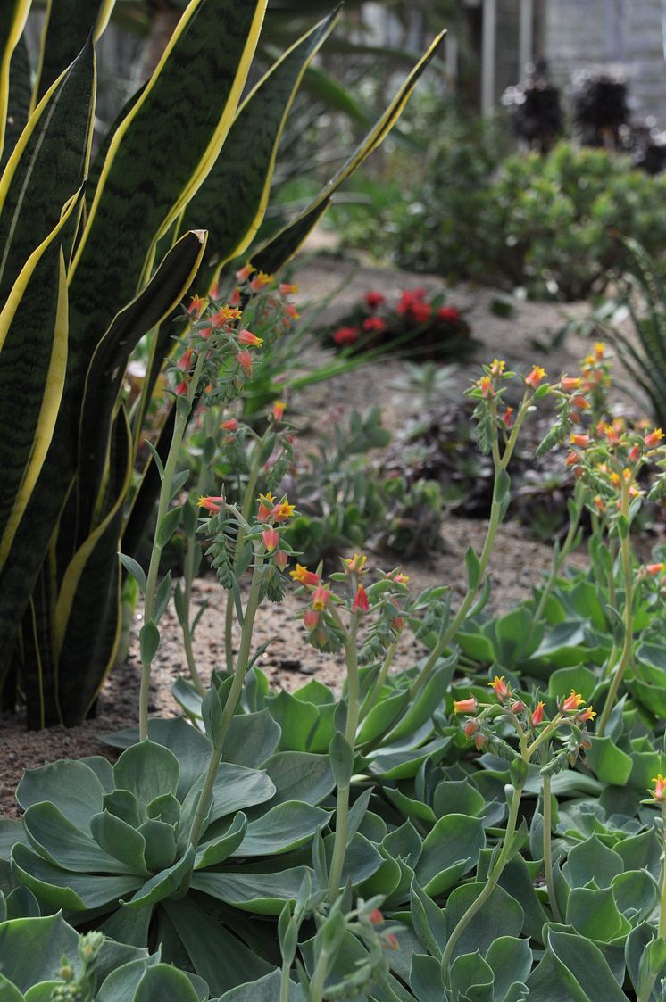 Formstarka och saftiga suckulenter, del i utställningen Kaktus i kubik, signerad Trädgårdsföreningen