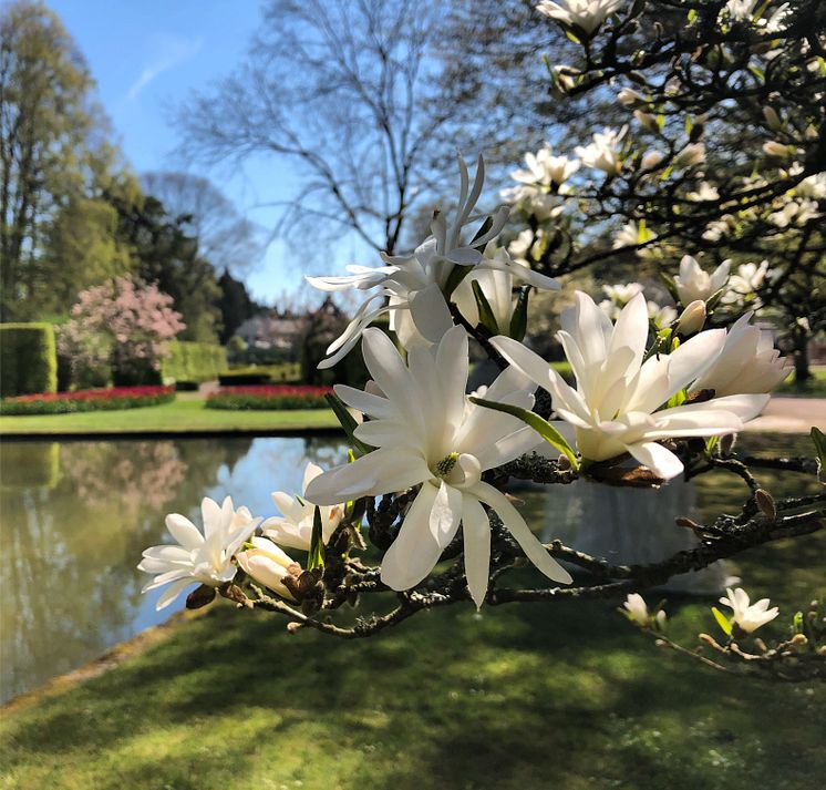 Magnolia vid spegeldammen