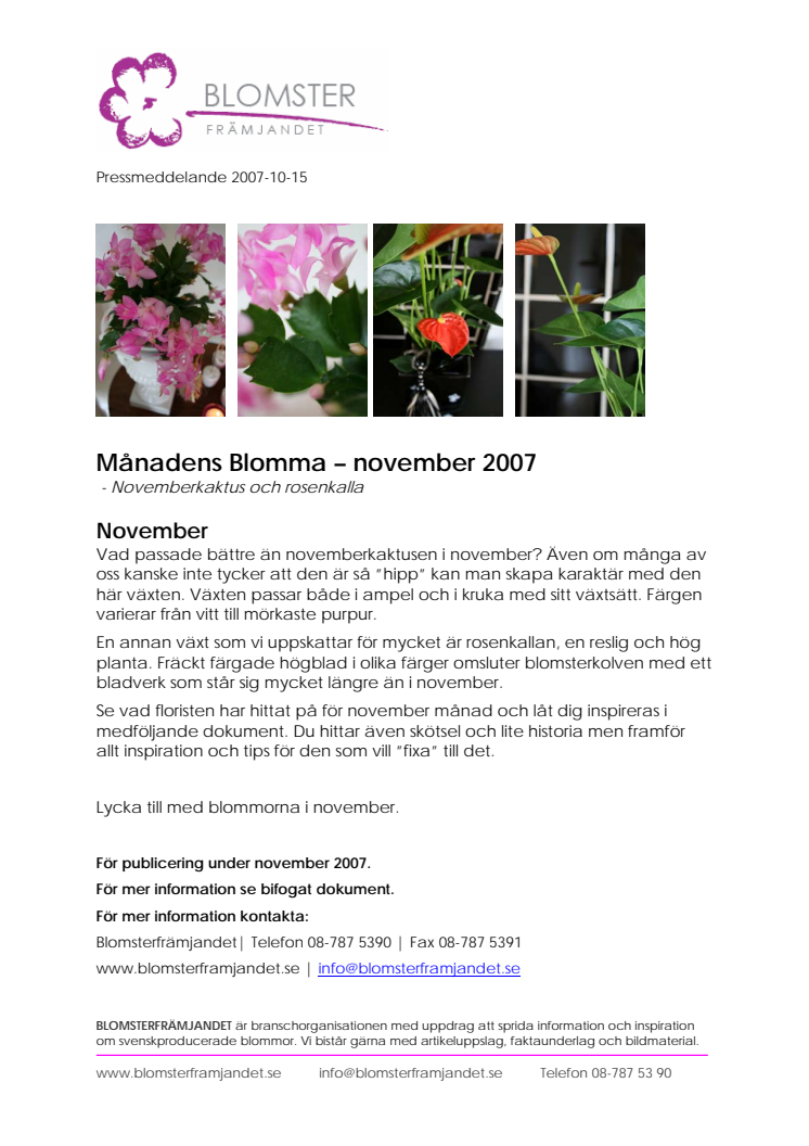 Månadens Blomma – november 2007