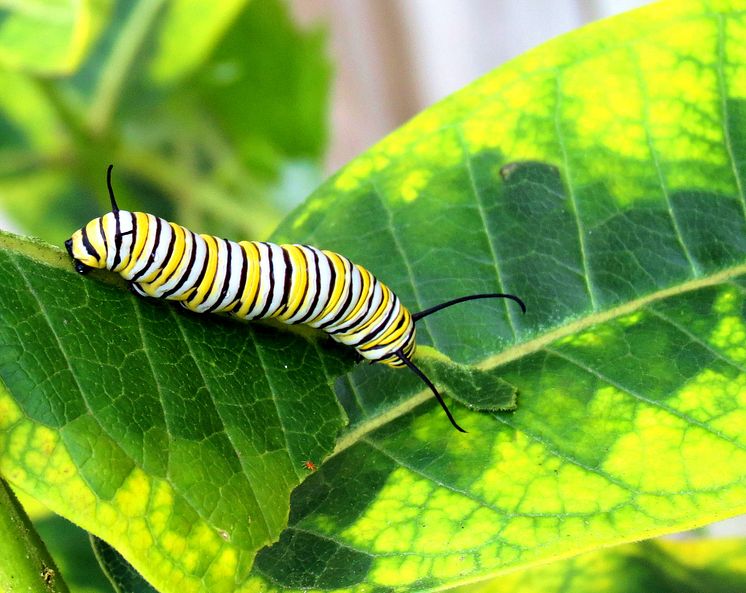 Monarch Butterfly Caterpillar On Milkweek
