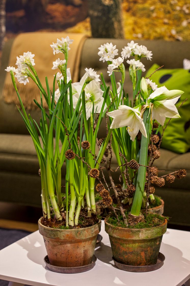 Amaryllis och tazetter som "julgrupp".