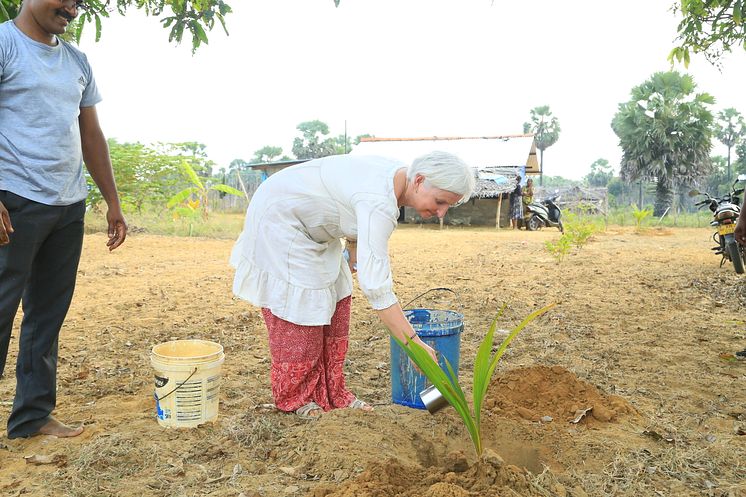 IdaOleannaHagen_planter_tre_ved_gjenbosettingsomraade_Jaffna_Foto_Ingvar_Midthun