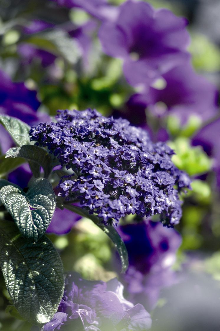 Heliotrop - Heliotrop arborescens Incense