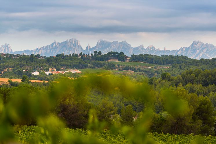 Raventós i Blanc