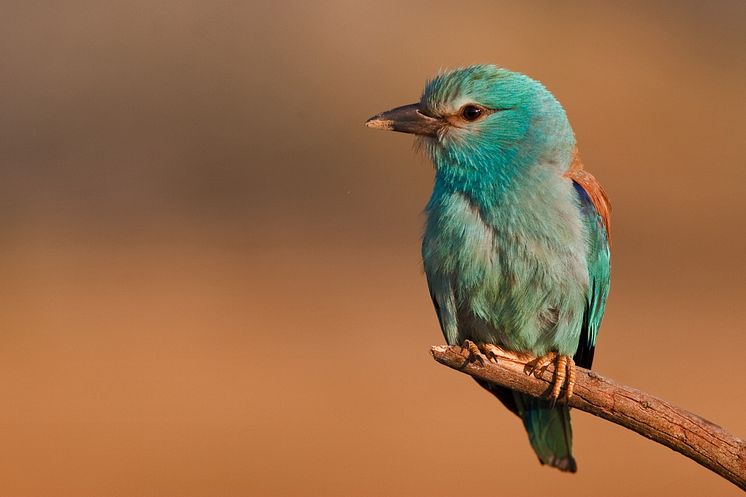 European roller