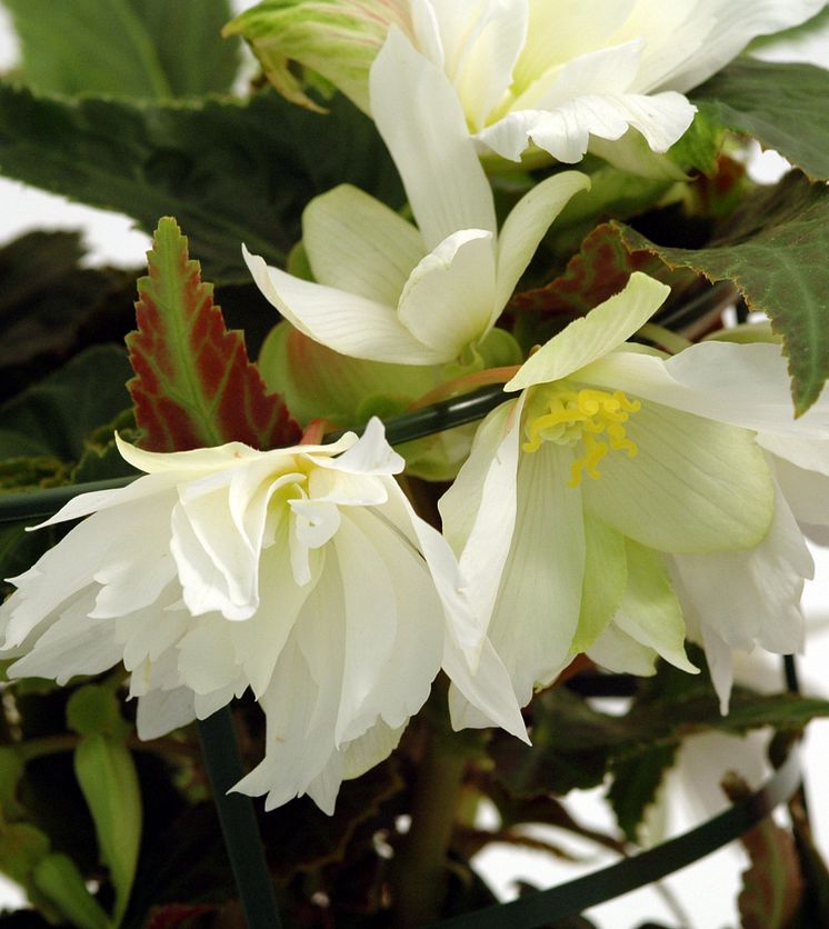 Vit hängbegonia 'Gubben & Gumman'