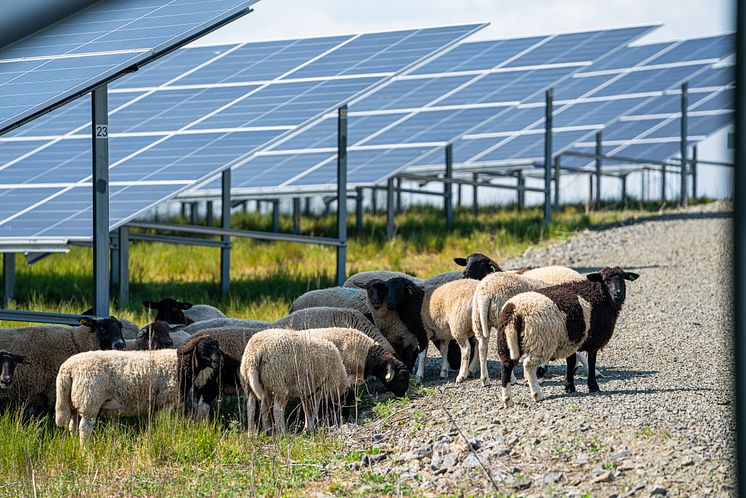 Sheep in Åhus, Sweden solar park