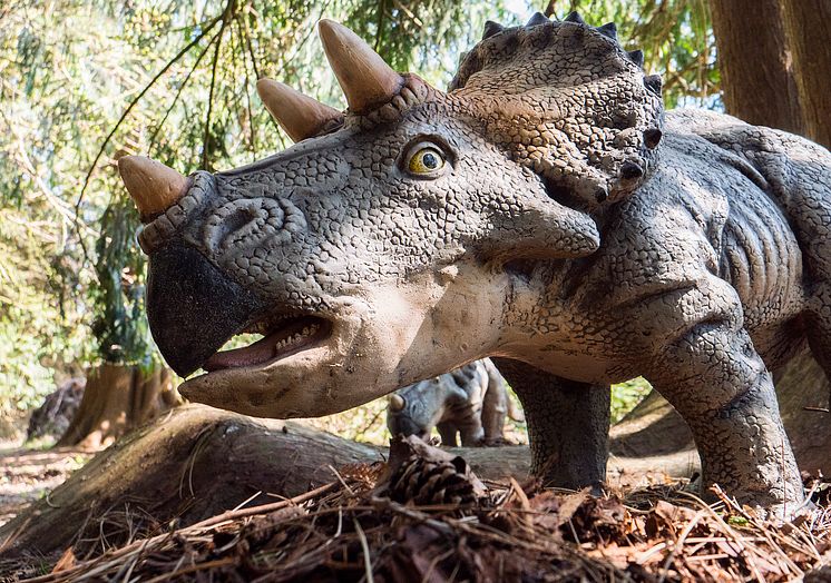 Knuthenborg Safaripark:  Dinosaurier-Wald - Triceratops2