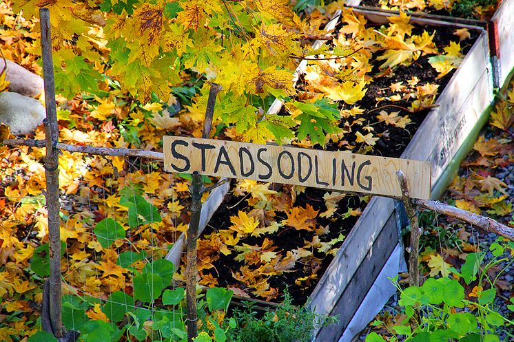 stadsodlare