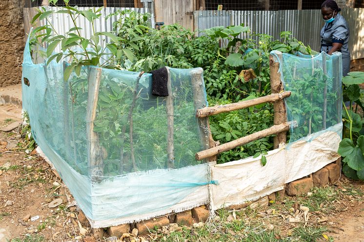 Jane Lusweti now grows a vegetable garden. Vi Agroforestry Photo by Onyango Ayany.jpg