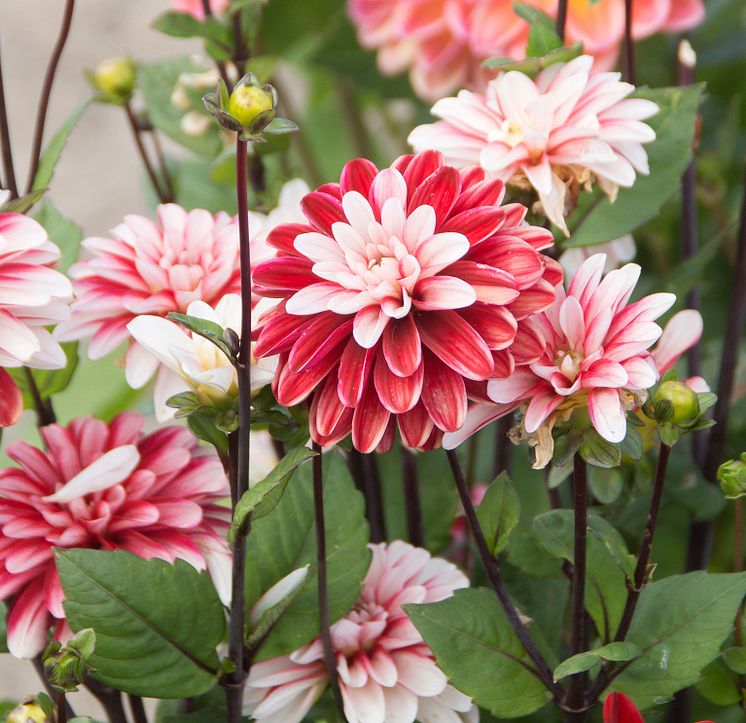 Dahlia 'Pacific Time'_2.jpg