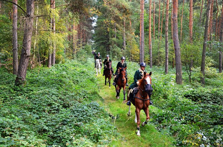 Schleppjagd durch den Wermsdorfer Wald