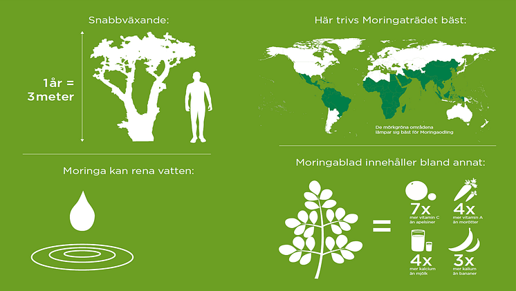 Grafik Moringaträdet