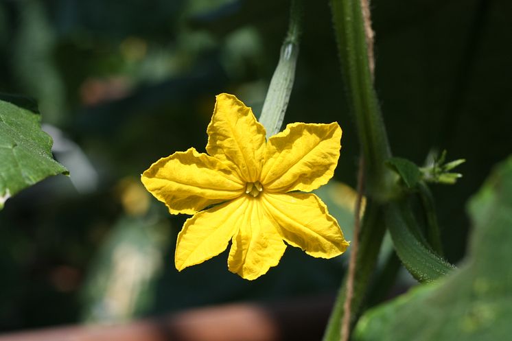 gurkblomma.jpg