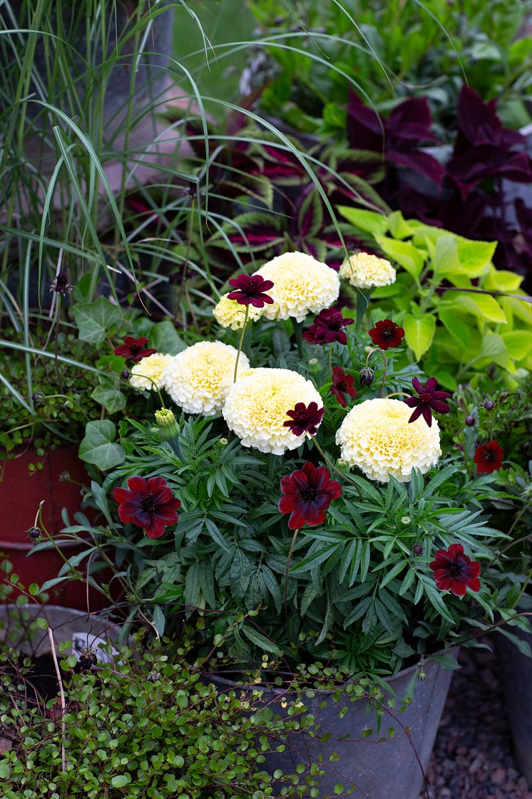 HR7_Chokladskära Tagetes Vanilla Miscanthus Muehlenbeckia Plectranthus 2