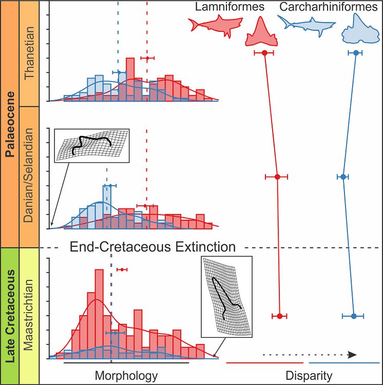 Analytical graph depicting diversity profiles of sharks across the mass extinction event.