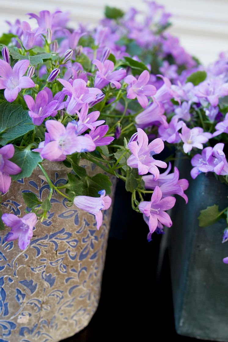 Stjärnklocka - Campanula poscharskyana