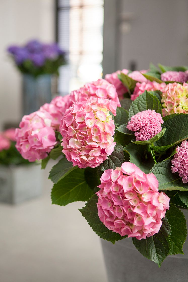 Hortensia - en effektiv luftfuktare med ljuvlig blomning