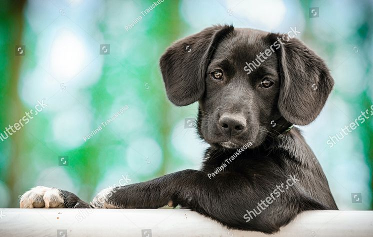 stock-photo-cute-puppy-as-a-model-552235795.jpg
