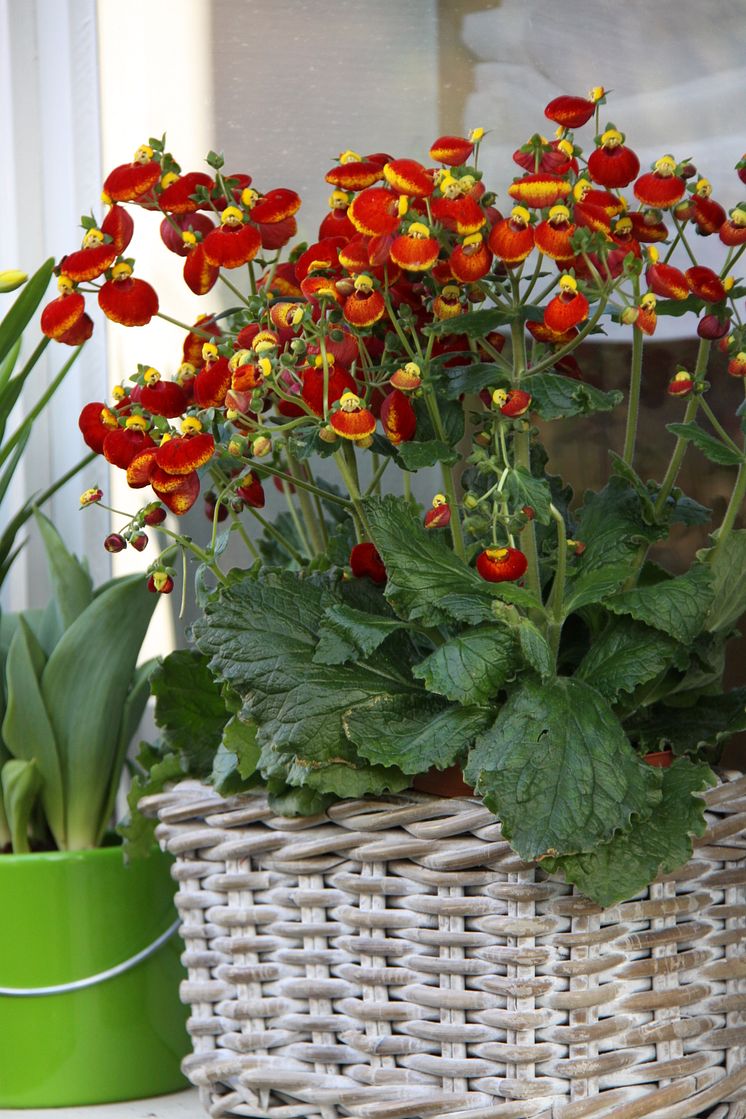 Toffelblomma, Calceolaria 'Calynopsis', i röda toner