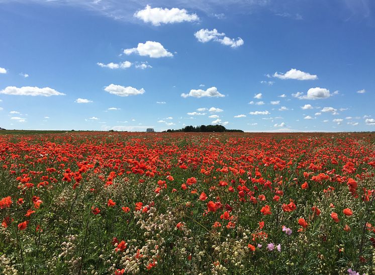 Gotländska vildblommor på ängar och vägrenar ger bina mat