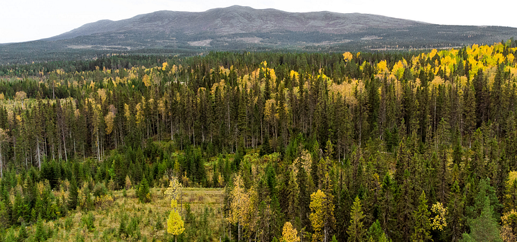 Ockå ångsåg skogsinnehav