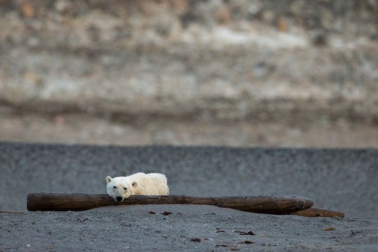 Svalbard Isbjörn