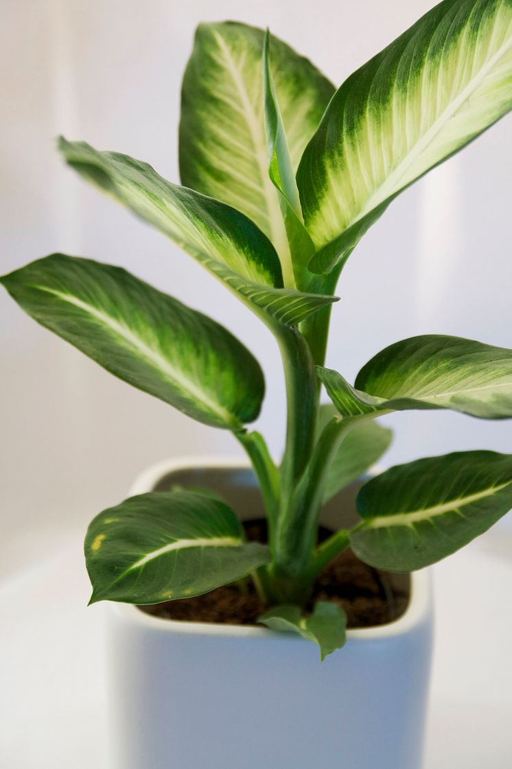 Prickblad Dieffenbachia seguine 'White Fleming'