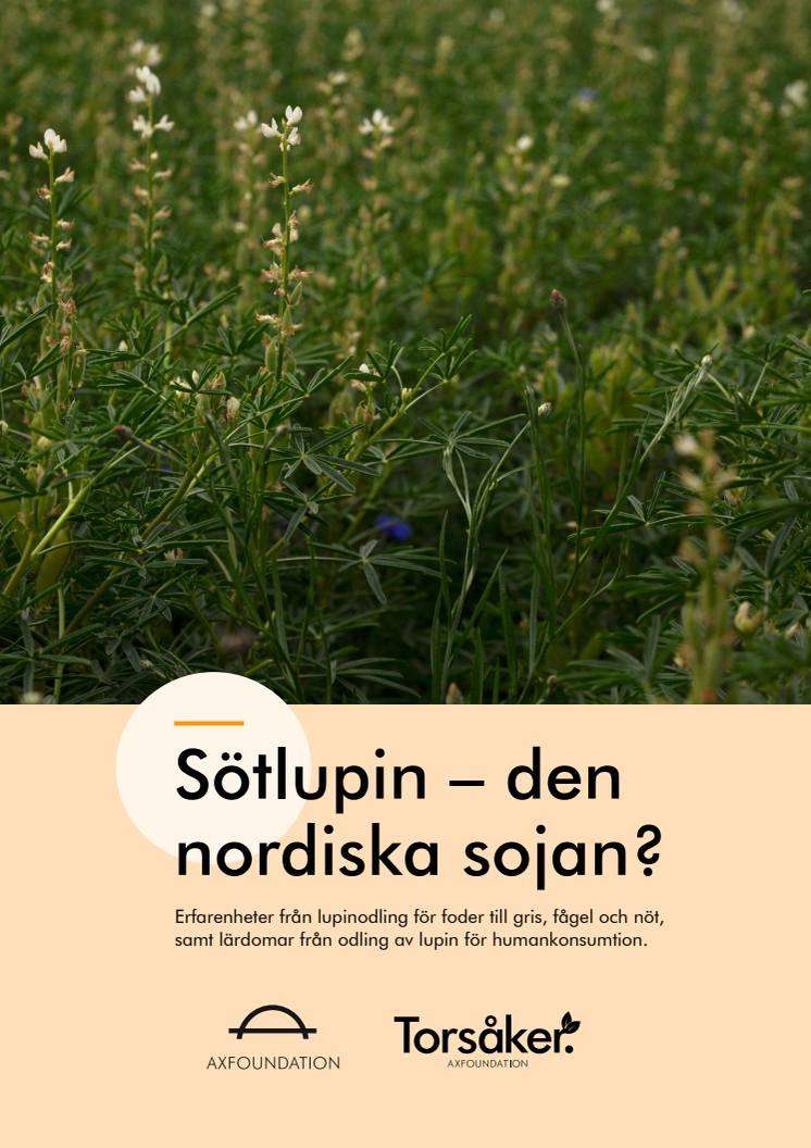 Sötlupin – den nordiska sojan?