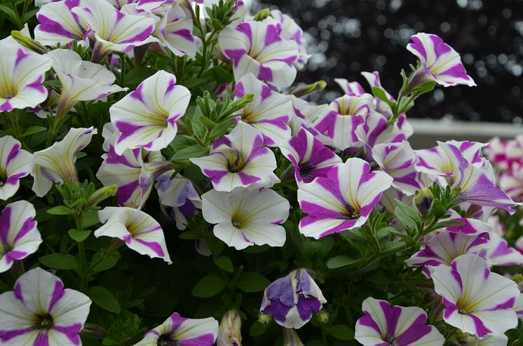 Petunia ´Peppy Lavender´