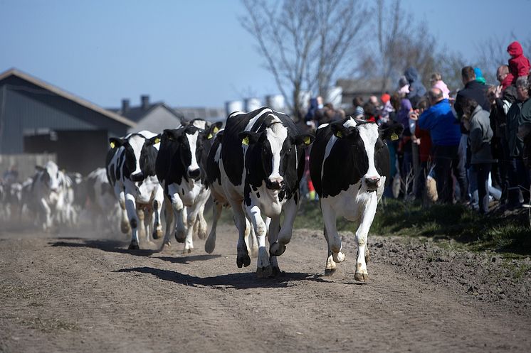 Køerne på vej på "opløbsstrækningen"