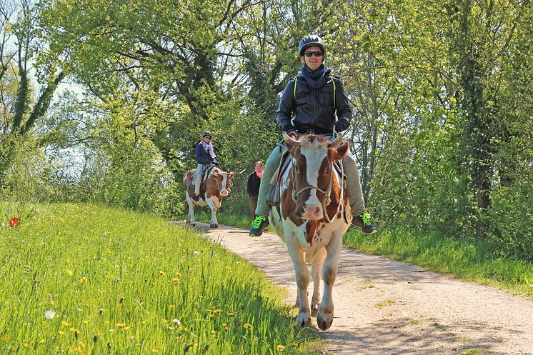 Kuhreiten in Hemishofen (Ostschweiz)