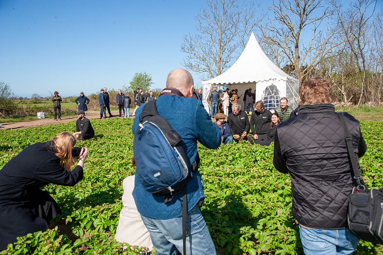 Färskpotatispremiär Mäsinge Strand 2024