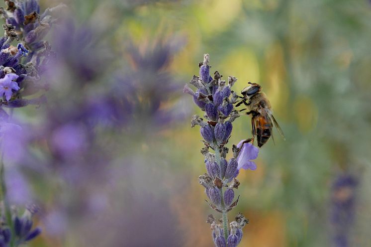 Pollinerande insekt.