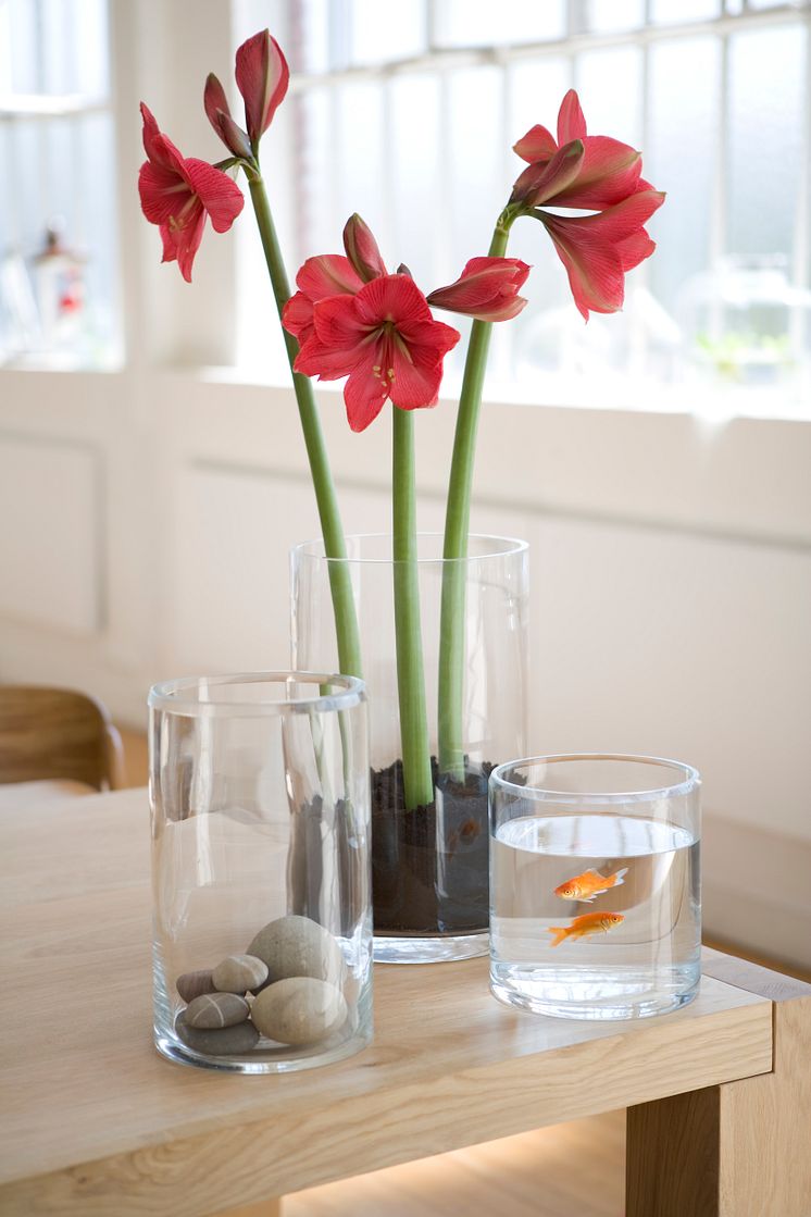 Amaryllis för vita hem