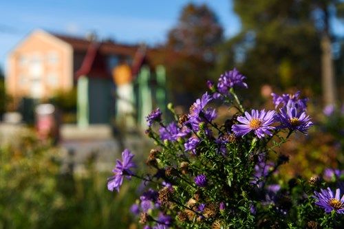 _dsc7165-lila-blommor