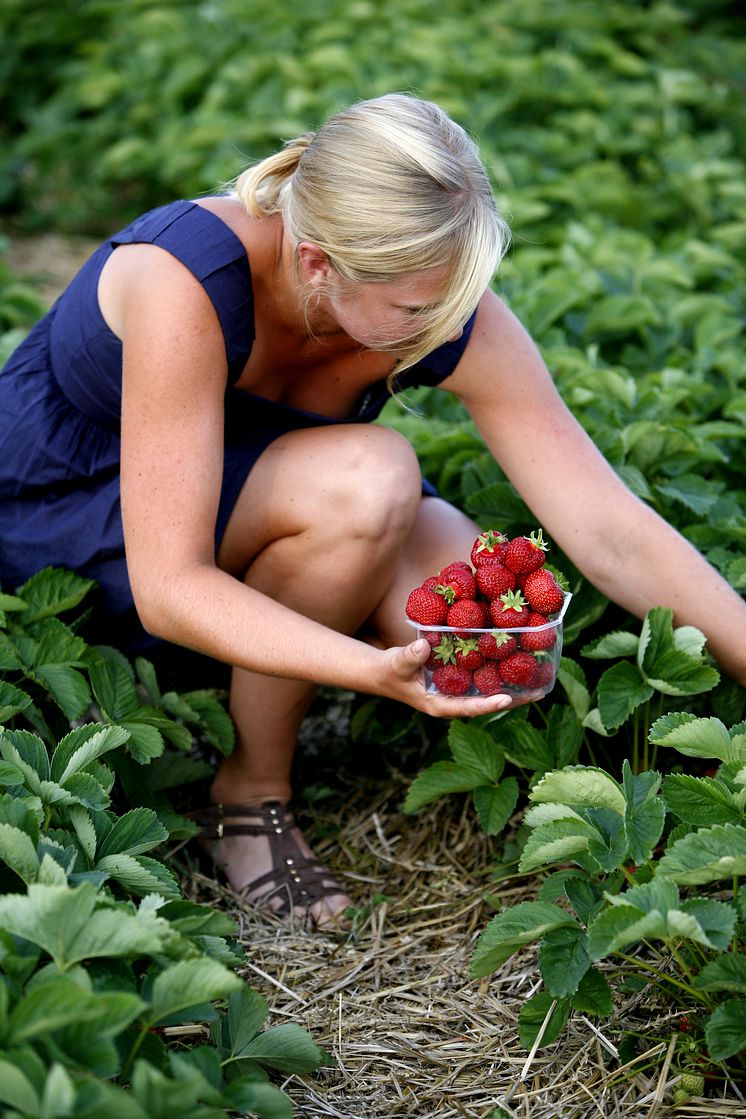 Bästa tiden att plantera jordgubbar