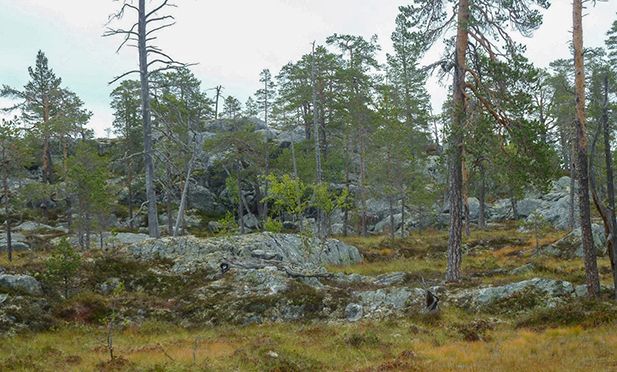 Framsida-fjällnära-skogar_1000px