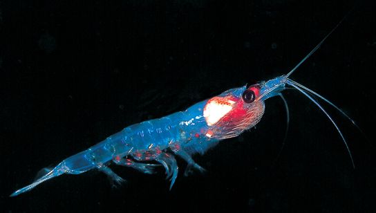 Bærekraftsertifisert krill